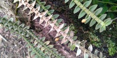 Dichaea neglecta