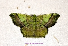 Neagathia corruptata