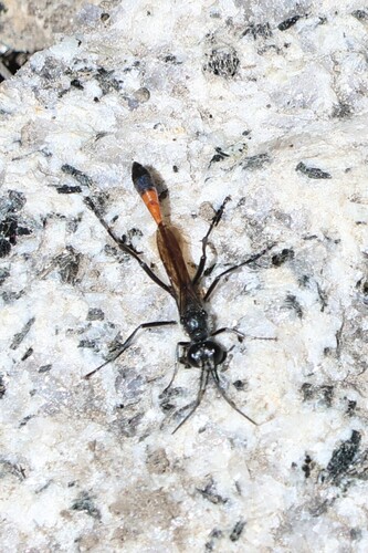 iNaturalist observation photo of Thread-waisted Sand Wasps