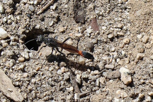 iNaturalist observation photo of Thread-waisted Sand Wasps