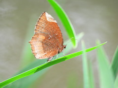 Elymnias hypermnestra