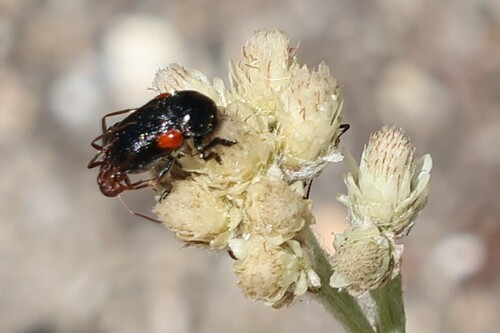 iNaturalist observation photo of Red-shouldered Leaf Beetle