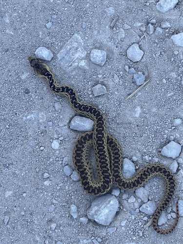 iNaturalist observation photo of San Diego Gopher Snake