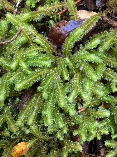 Schistochila nobilis observed 2026-09-05
