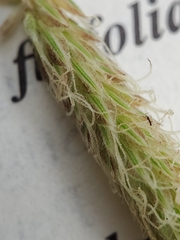 Carex sartwelliana