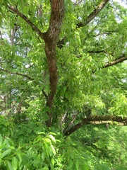 Castanea crenata
