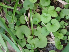 Dichondra carolinensis, photograph (c) xanderferret, some rights reserved (CC BY)
