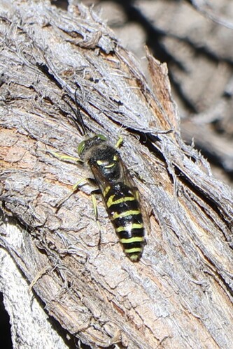 iNaturalist observation photo of Square-headed Wasps, Sand Wasps, and Allies