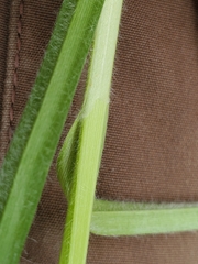 Carex sartwelliana