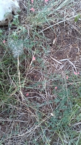 Indigofera miniata, photograph 5