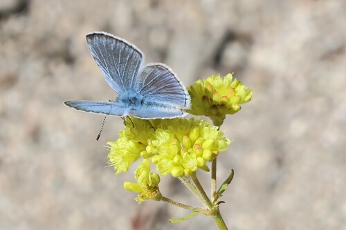 iNaturalist observation photo of Typical Blues