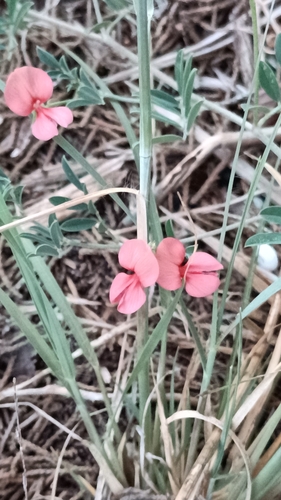 Indigofera miniata, photograph 6