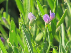 Lathyrus pusillus