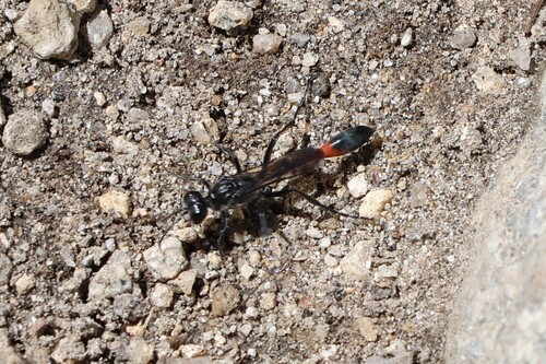 iNaturalist observation photo of Thread-waisted Sand Wasps