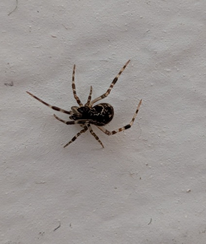 Common House Spider