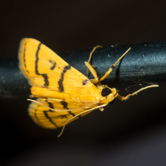 Dichocrocis