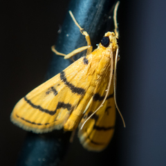 Dichocrocis