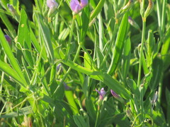 Lathyrus pusillus