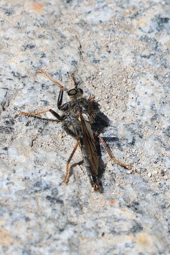 iNaturalist observation photo of Stenopogonini