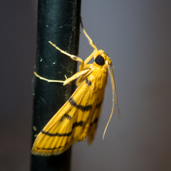 Dichocrocis
