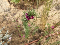Eremophila ionantha