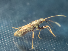 Pseudopachybrachius guttus