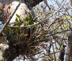 Guarianthe aurantiaca