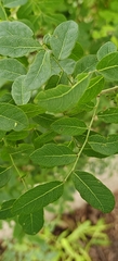 Phyllanthus reticulatus, photograph (c) Rohit Naniwadekar, some rights reserved (CC BY)