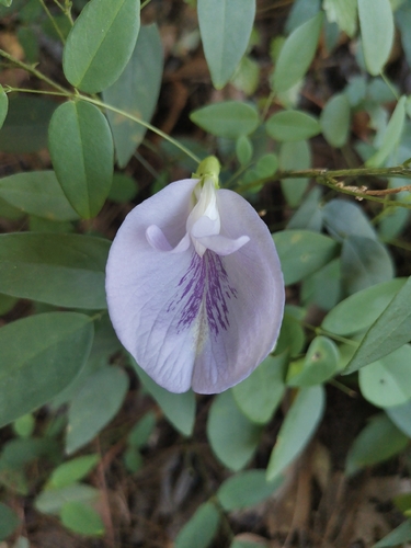 Clitoria mariana, photograph 6
