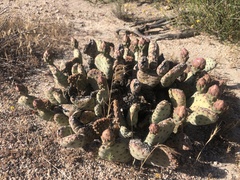 Opuntia basilaris brachyclada