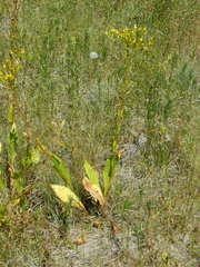 Senecio hydrophiloides