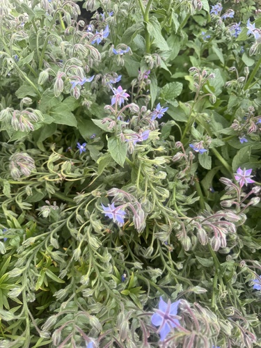 Borage