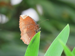 Elymnias hypermnestra