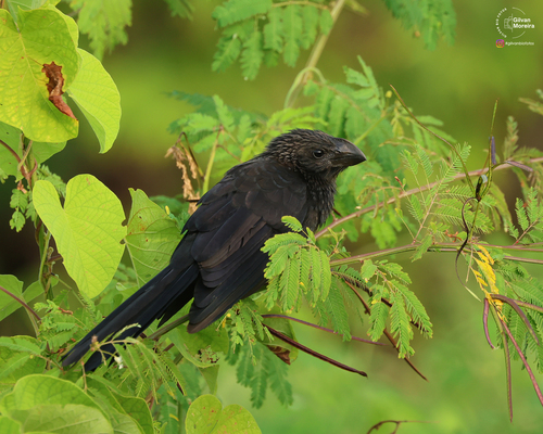 Smooth-billed Ani