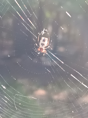 White Micrathena