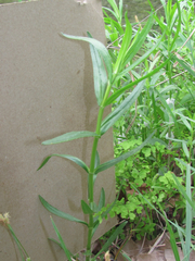 Physostegia angustifolia
