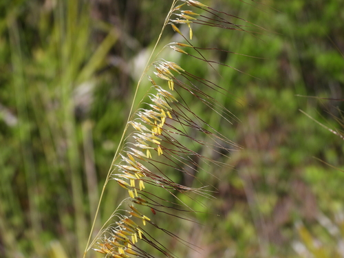 Sorghastrum secundum