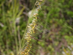 Sorghastrum secundum
