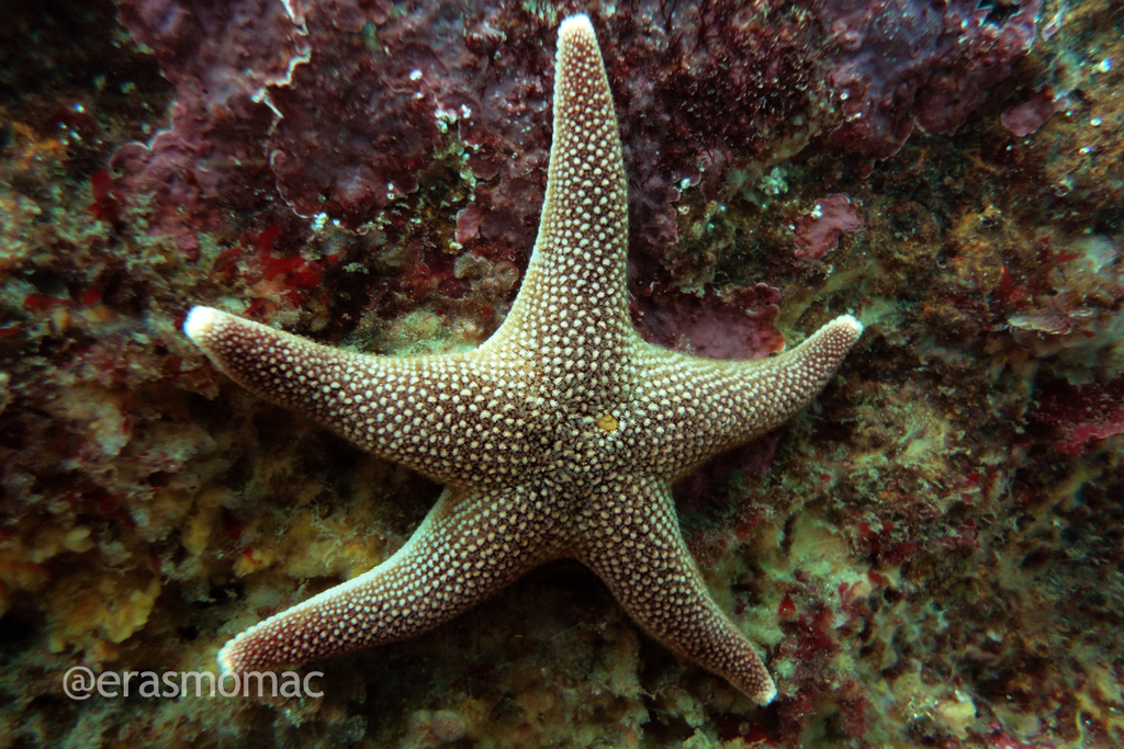 Soft Gingerbread Hem Star
