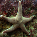 Soft Gingerbread Hem Star - Photo (c) Erasmo Macaya, some rights reserved (CC BY), uploaded by Erasmo Macaya