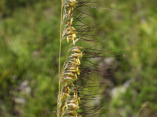 Sorghastrum secundum, photograph 2