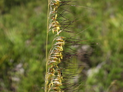 (c) geosesarma, some rights reserved (CC BY) Sorghastrum secundum, photograph (c) geosesarma, some rights reserved (CC BY)