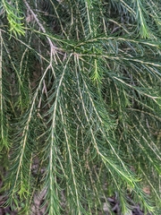 Melaleuca armillaris