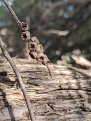 Melaleuca armillaris