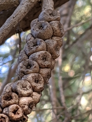 Melaleuca armillaris