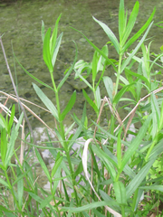 Physostegia angustifolia