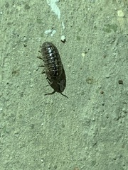 Armadillidium vulgare