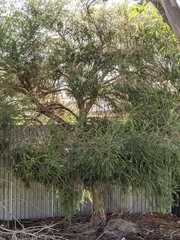 Melaleuca armillaris
