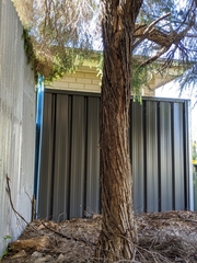 Melaleuca armillaris