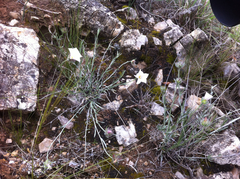 Convolvulus lanuginosus